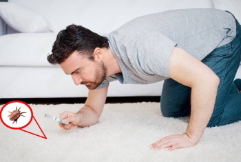 Carpet Flea Treatment